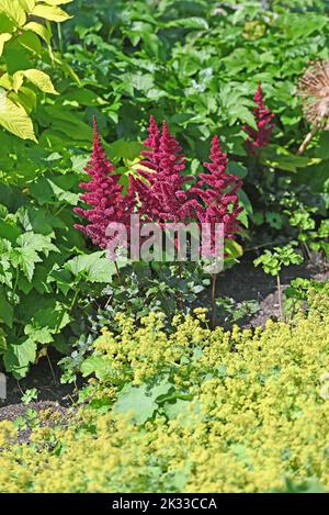 Astilbe rouge et Alchemilla mollis dans le jardin. Banque D'Images