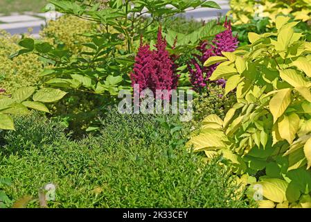 Astilbe rouge et Alchemilla mollis dans le jardin. Banque D'Images