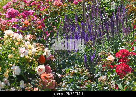 Jardin de roses avec tous les types de roses. Banque D'Images