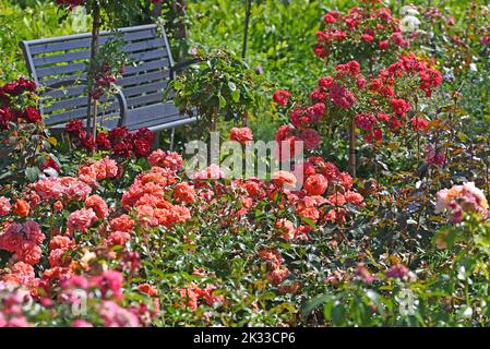 Jardin de roses avec tous les types de roses. Banque D'Images