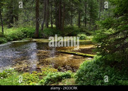 Eaux de source de montagne fraîches qui s'écoulent dans les bois de l'ancienne vallée de Braies Banque D'Images