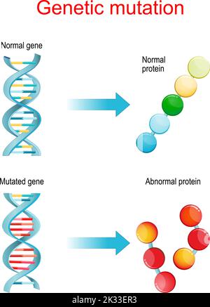 Mutation génétique. Gènes normaux et mutés qui synthétisent des protéines normales et anormales. Affiche vectorielle pour l'éducation et la science. Illustration de Vecteur