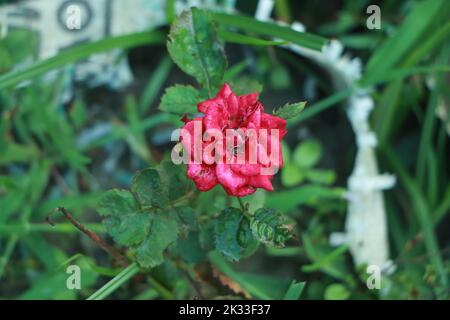 Rose rouge sur branche verte, rose rouge comme un fond naturel et de vacances Banque D'Images