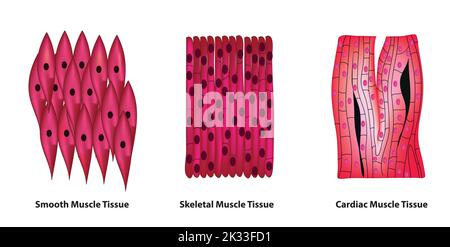 tissu musculaire Illustration de Vecteur
