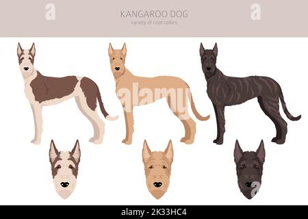 Clipart de chien de kangourou. Différentes couleurs de pelage. Illustration vectorielle Illustration de Vecteur