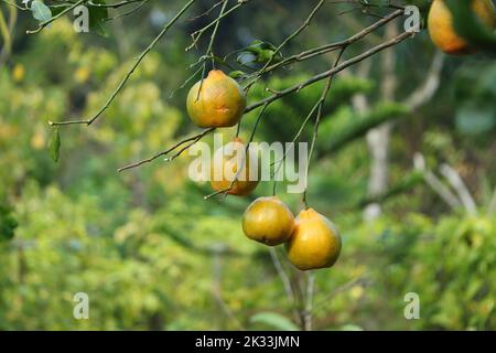 Oranges mûres accrochées entre les feuilles sur les branches des arbres d'un citrus bosquet biologique, en hiver. Agriculture traditionnelle. Banque D'Images