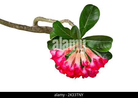 Les tiges de fleurs d'Adenium qui fleurissent sont rouges et roses avec des feuilles vertes fraîches, isolées sur un fond blanc Banque D'Images