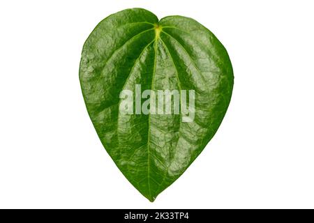Gros plan d'une feuille de bétel en forme de cœur vert avec un cadre de feuille détaillé, isolée sur un fond blanc Banque D'Images