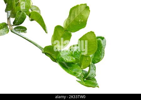 Les petites brindilles de kaffir avec des feuilles vertes ont des stries sur les bords des feuilles et ont un arôme parfumé, isolé sur un backgrou blanc Banque D'Images