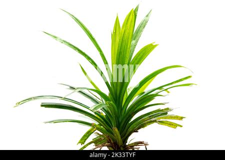 Une tige de la plante de Pandan ou de Pandanus amaryllifolius dont les feuilles sont sous forme de lames vertes avec un arôme parfumé, isolées sur un dos blanc Banque D'Images