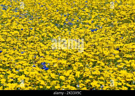 Un pré de fleurs sauvages planté dans un coin inutilisé d'un champ, composé principalement de maïs Marigold (chrysanthemum segetum) avec quelques fleurs de maïs bleues. Banque D'Images