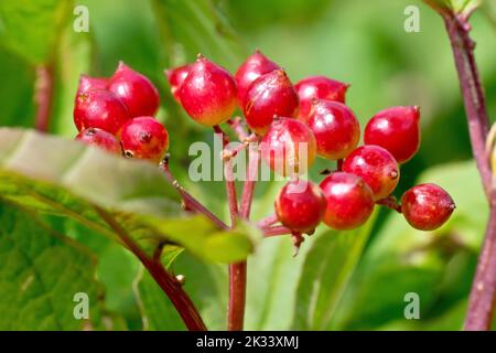 Guelder Rose (viburnum opulus), gros plan des baies rouges ou des fruits qui ornent l'arbuste en automne. Banque D'Images