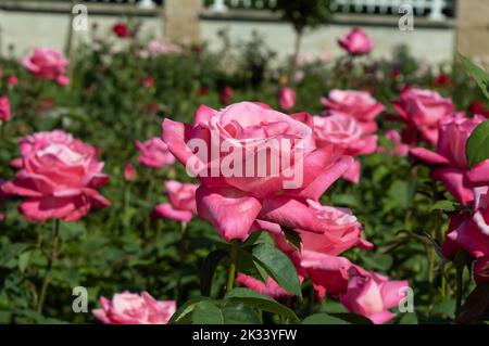 Roses Blue River Rose rose dans le jardin du parc Banque D'Images