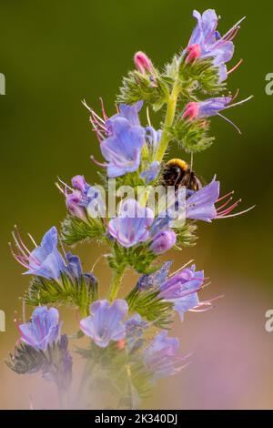 Un cliché vertical d'une abeille collectant du pollen sur une fleur pourpre en fleurs Banque D'Images