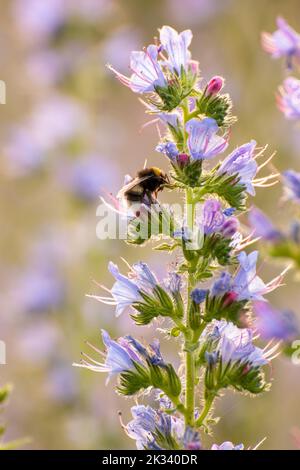 Un cliché vertical d'une abeille collectant du pollen sur une fleur pourpre en fleurs Banque D'Images