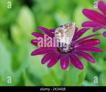 Un gros plan d'un papillon en bronze géranium sur une fleur de cap marguerite avec un fond de verdure flou Banque D'Images