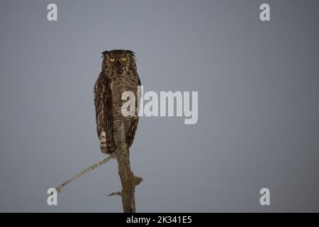 Virginia-Uhu / Grand hibou des cornes / Bubo virginianus Banque D'Images