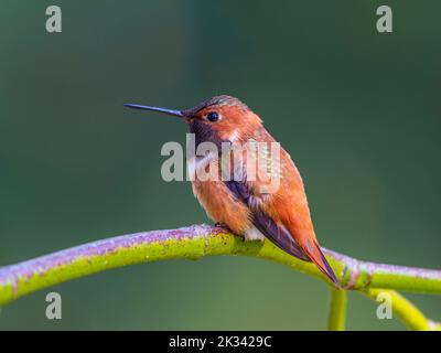 Un colibri Rufous mâle (Selasphorus rufus) perché sur une branche Banque D'Images