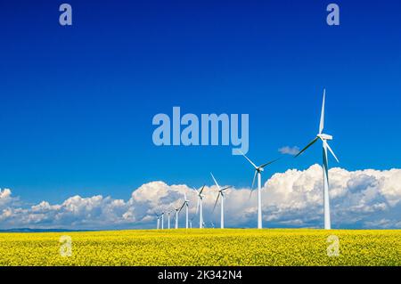 Une rangée de turines éoliennes dans un champ de canola jaune vif dans le sud de l'Alberta Banque D'Images