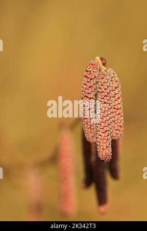 Chilbert à feuilles violettes (Corylus maxima purpurea), fleurs mâles, Wilden, Rhénanie-du-Nord-Westphalie, Allemagne Banque D'Images