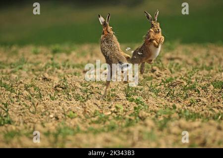 Saison d'accouplement du lièvre européen (Lepus europaeus), dite temps de rassemblement, mâles se querellant les uns avec les autres, Basse-Autriche, Autriche Banque D'Images