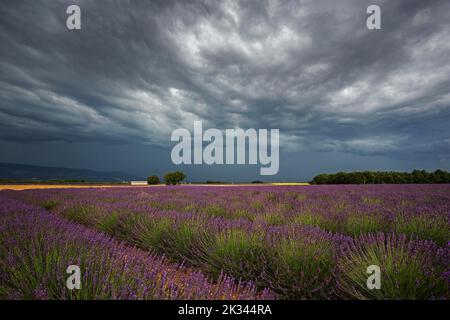 Champ de lavande (Lavandula angustifolia), lavande réelle en fleur, atmosphère orageuse, orages, près de Puimoisson, Provence Banque D'Images