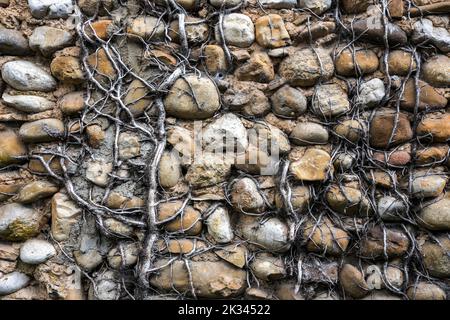 Ivée morte sur un mur de galets, Provence, France Banque D'Images