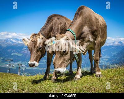 Vaches en pâturage sur la prairie alpine, dans la vue de fond de la vallée de Pustertal et des montagnes, Kronplatz, Dolomites, Tyrol du Sud, Italie Banque D'Images