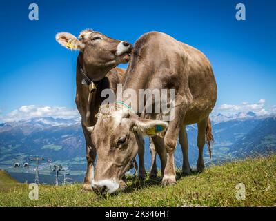 Vaches en pâturage sur la prairie alpine, dans la vue de fond de la vallée de Pustertal et des montagnes, Kronplatz, Dolomites, Tyrol du Sud, Italie Banque D'Images