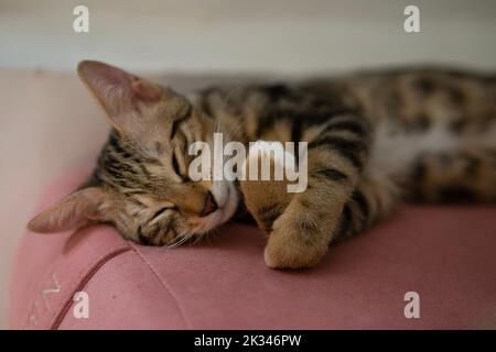 Gros plan d'un petit chaton brun endormi sur un canapé rose Banque D'Images
