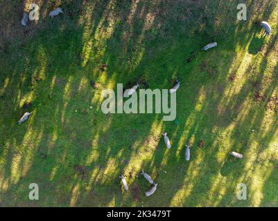 Porcs en pâturage dans la Sierra de Aracena, vue aérienne, tir de drone, province de Huelva, Andalousie, Espagne Banque D'Images