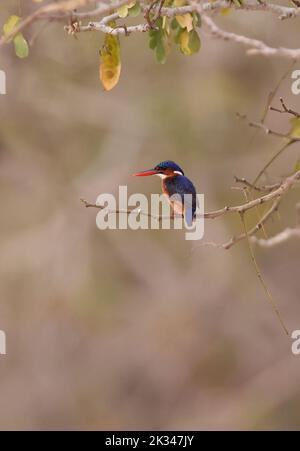 Sao Tomé Kingfisher (Corythornis thomensis) adulte perché sur une mince branche de Sao Tomé-et-principe. Septembre Banque D'Images