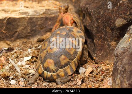 Deux tortues d'angulation mâles se battent sur une femelle sur quelques marches de pierre dans un jardin du Cap. Banque D'Images