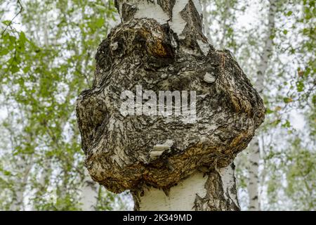 Champignon de chaga médicinal poussant sur un bouleau. Banque D'Images