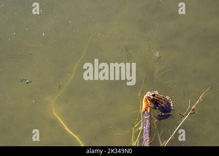 Une grenouille est assise sur un vieux arbre qui est tombé dans l'eau autour de la rive. Banque D'Images