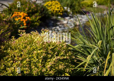 Conception de paysage sous forme de divers types de plantes décoratives. Banque D'Images