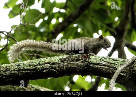 Un gros plan de l'écureuil de Pallas qui court sur la branche d'un arbre Banque D'Images