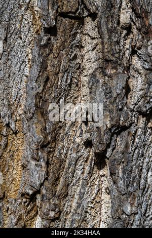 Écorce de noyer noir de l'est (Juglans nigra) Banque D'Images