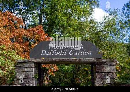 William Wordsworth daffodil Garden, Grasmere, Cumbria, Royaume-Uni Banque D'Images