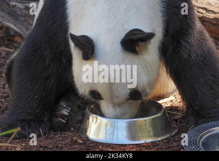 Panda géant mangeant dans un bol en métal au zoo de Vienne Schönbrunn Banque D'Images