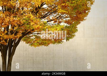 Un arbre zelkova à feuilles jaunes qui brille dans la ville d'automne Banque D'Images