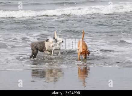 Trois grands chiens jouant dans l'eau à la plage Banque D'Images