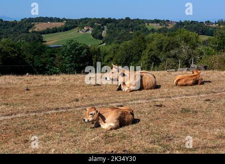 Les vaches se troupeau sur un champ d'herbe séchée pendant l'été dans la campagne des Pyrénées-Atlantiques Banque D'Images