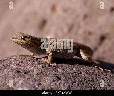 Gros plan d'un lézard tropical nocturne à pois jaunes (Lepidophyma flavimaculatum) sur une roche Banque D'Images