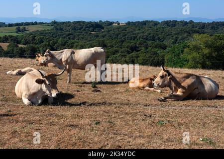 Les vaches se troupeau sur un champ d'herbe séchée pendant l'été dans la campagne des Pyrénées-Atlantiques Banque D'Images