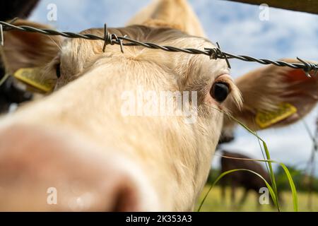 Jeune vache blanche curieuse regardant de près l'appareil photo. Banque D'Images