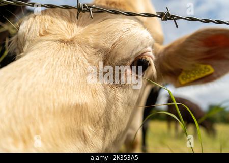 Jeune vache blanche curieuse regardant de près l'appareil photo. Banque D'Images