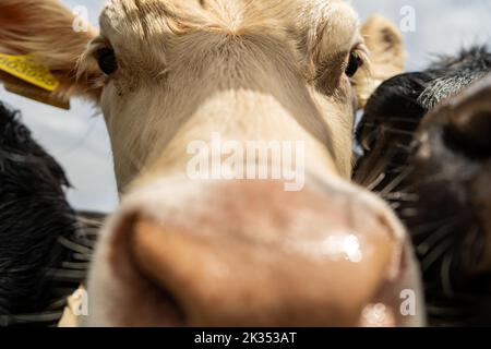 Jeune vache blanche curieuse regardant de près l'appareil photo. Banque D'Images