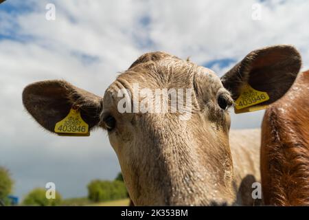 Jeune vache blanche curieuse regardant de près l'appareil photo. Banque D'Images