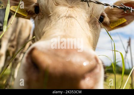 Jeune vache blanche curieuse regardant de près l'appareil photo. Banque D'Images